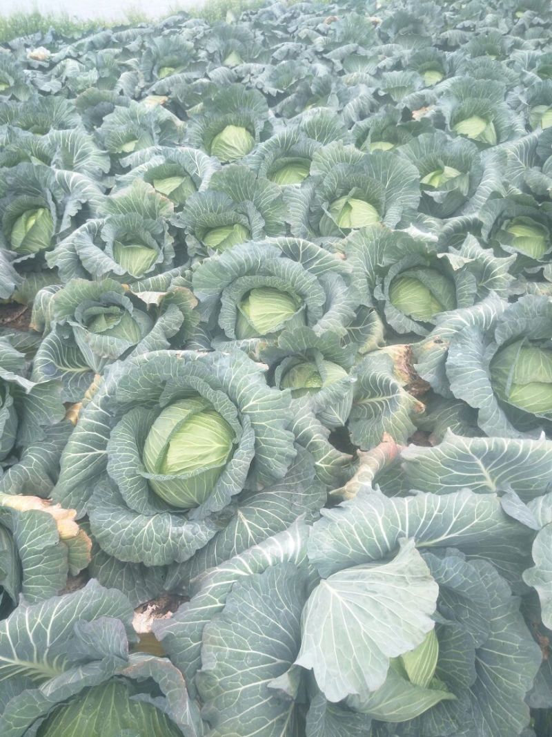 湖北大量供应优质扁包菜，适合市场，加工厂，出口，超市全国