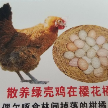 绿壳鸡蛋40~50g食用