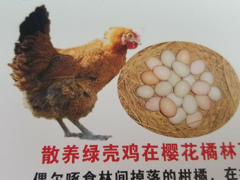 绿壳鸡蛋40~50g食用