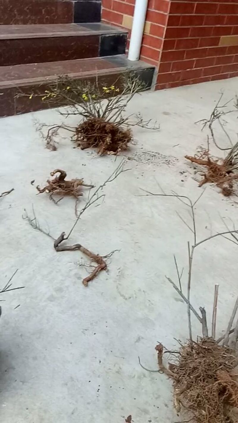 迎春花1米以下
