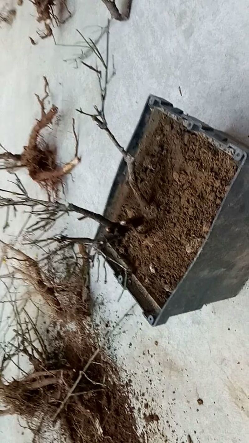 迎春花1米以下