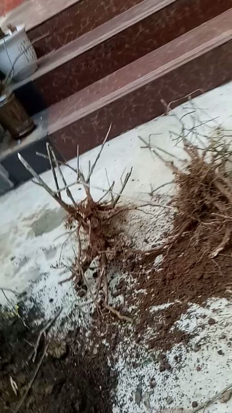 迎春花1米以下