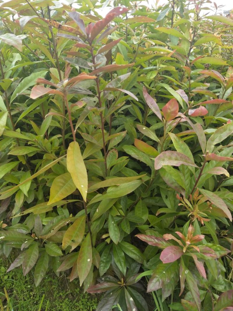 木荷高度20-60cm