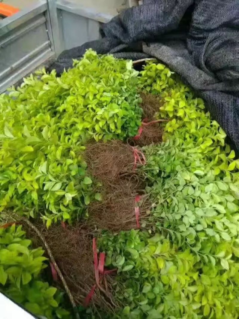 金叶女贞4cm以下