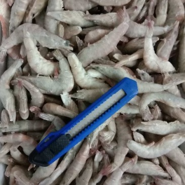 青虾