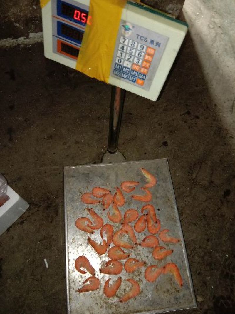 红虾食用冻虾