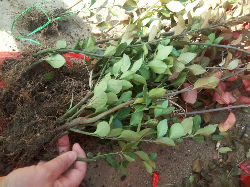 大量供应各规格卫矛地栽苗量大从优一手货源无中间商差价