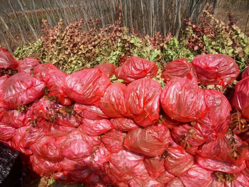 大量供应各规格卫矛地栽苗量大从优一手货源无中间商差价