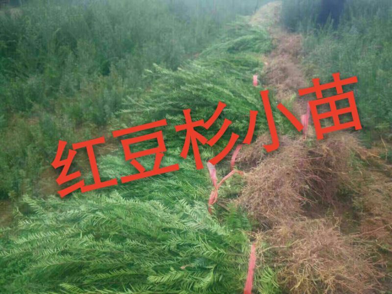 南方红豆杉苗优质田栽苗出售基地长年批发价