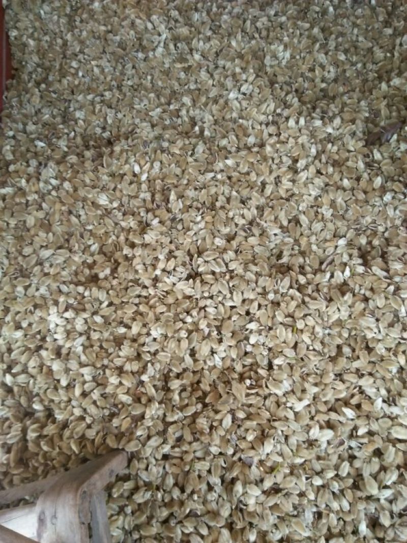 辛夷有梗统货
