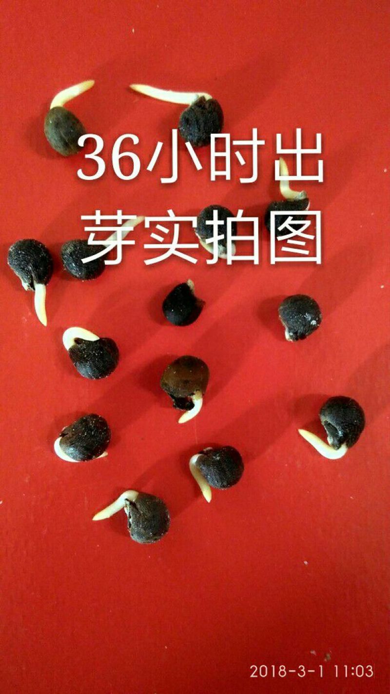 黄秋葵种子红秋葵18年新种子