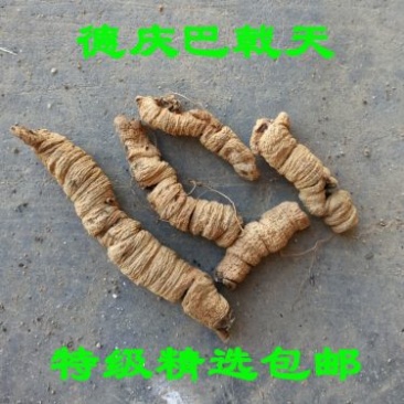 巴戟天标头