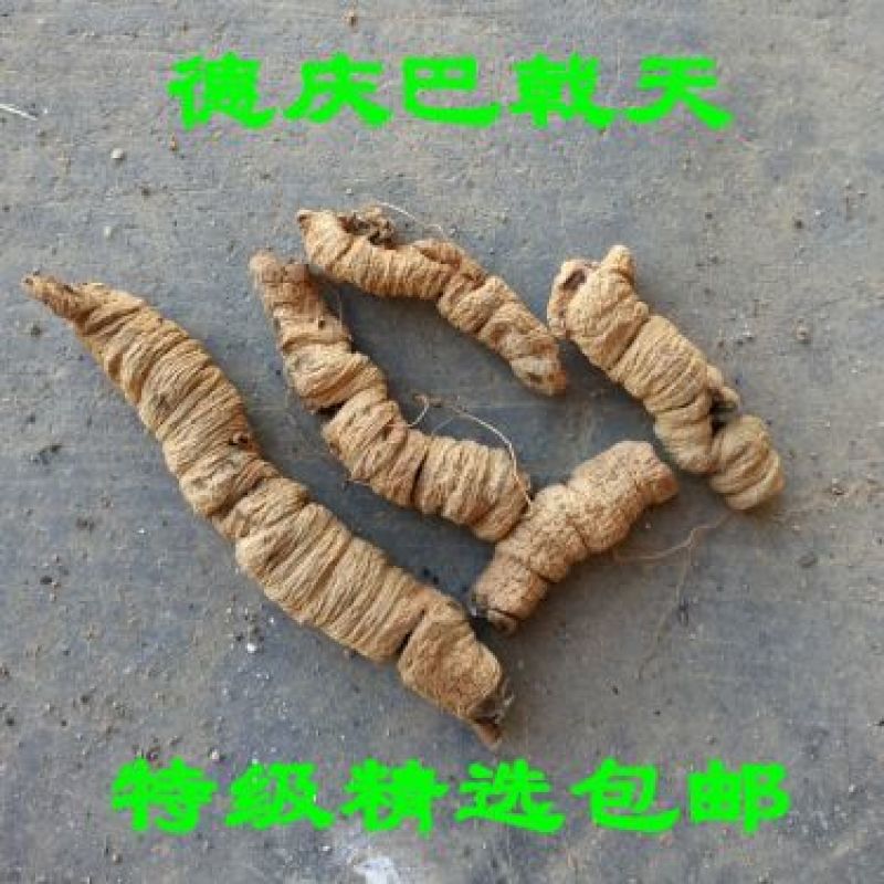 巴戟天标头
