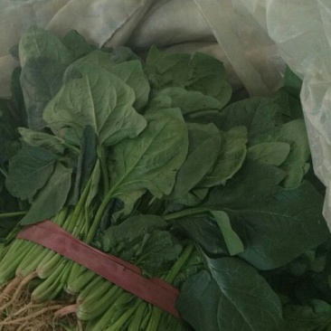 小叶菠菜25~30厘米