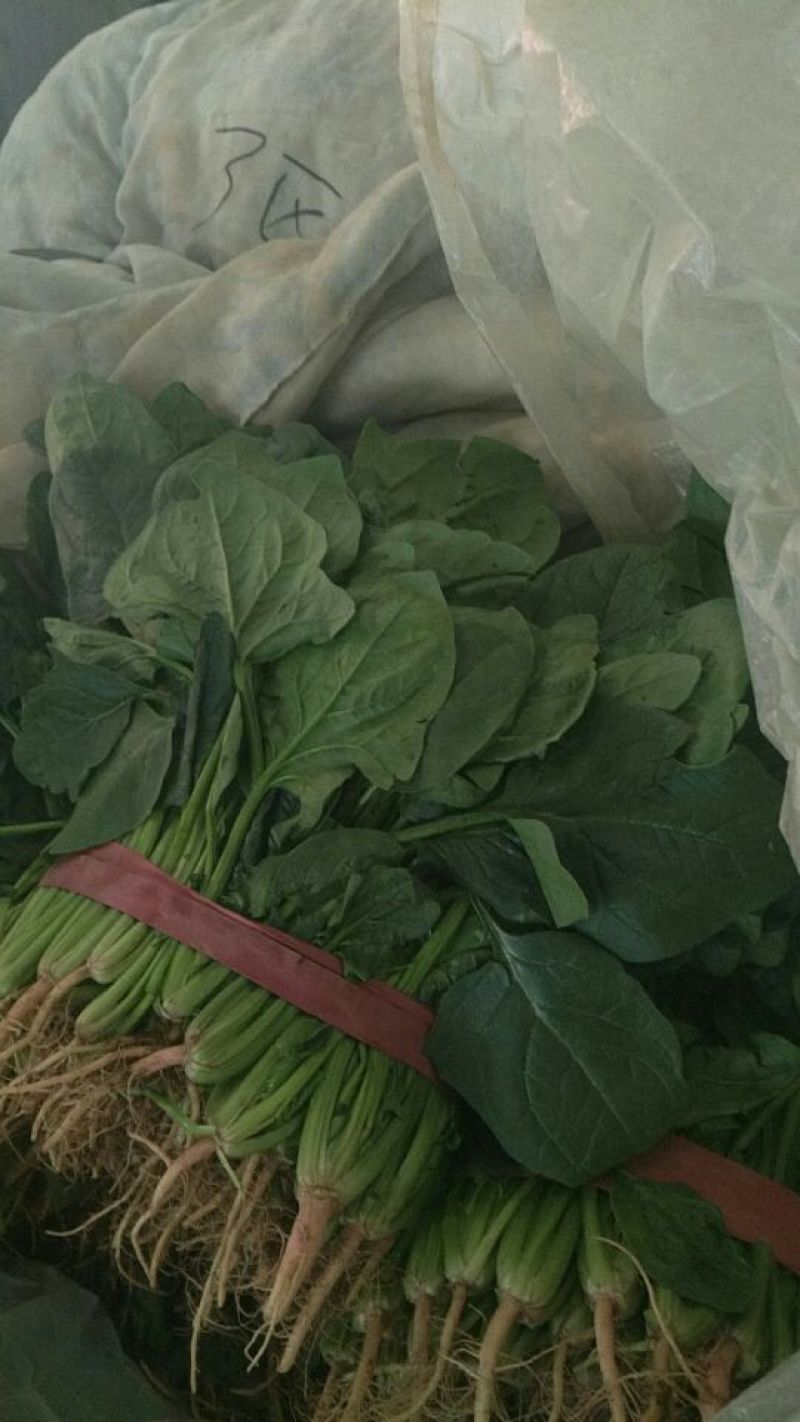 小叶菠菜25~30厘米