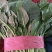 小叶菠菜25~30厘米