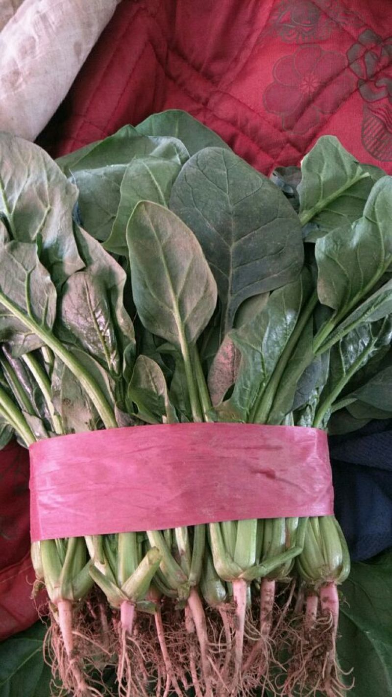 小叶菠菜25~30厘米