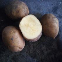 尤金885土豆1~3两通货