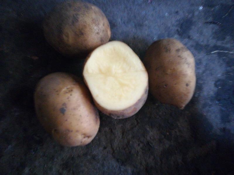 尤金885土豆1~3两通货