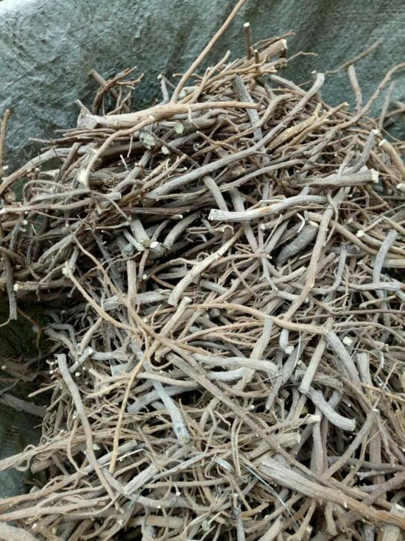 北柴胡纯无头