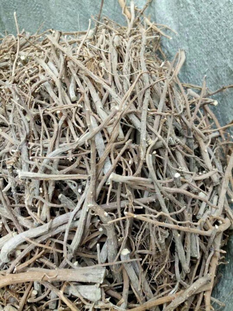 北柴胡纯无头