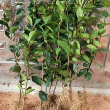 油茶苗10~29cm