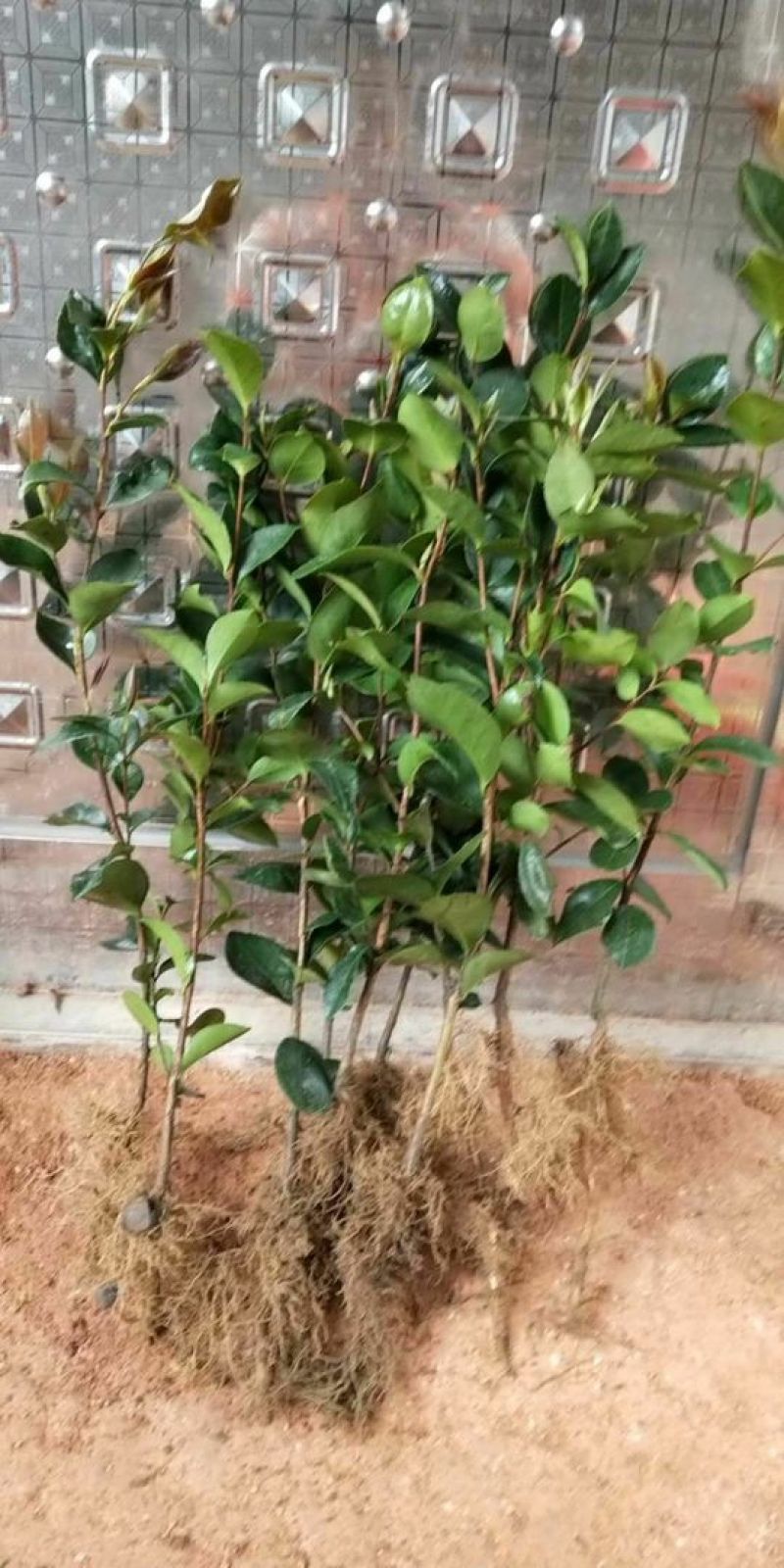 油茶苗10~29cm