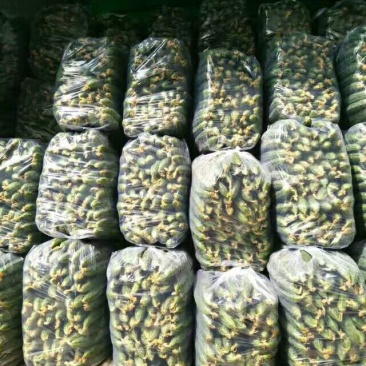 密刺黄瓜鲜花带刺22~25公分