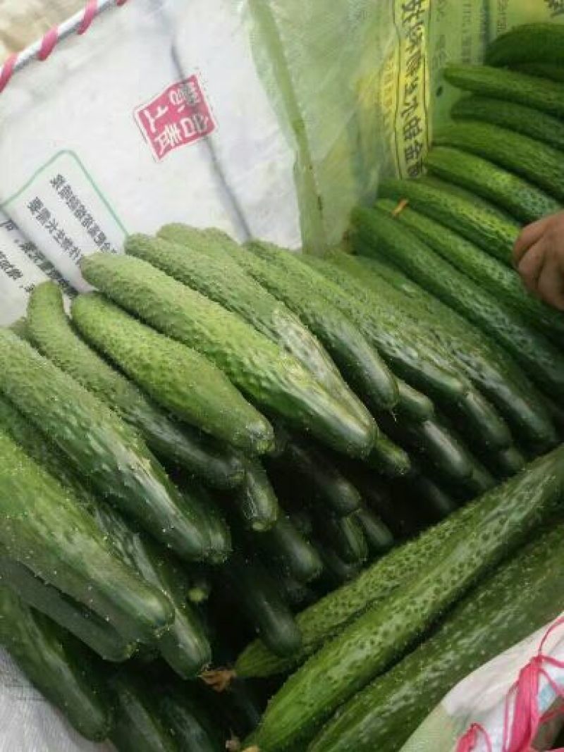 密刺黄瓜鲜花带刺22~25公分