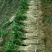 灯笼果苗，品种纯正，果个大，亩产量高，保湿包邮，产地直售