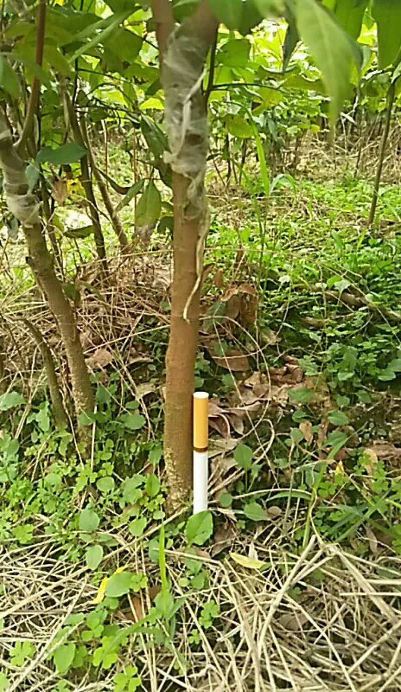 龙眼树苗50~80cm