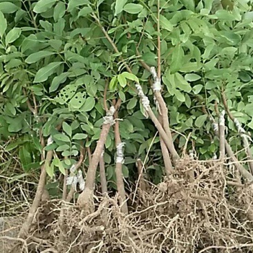 龙眼树苗50~80cm