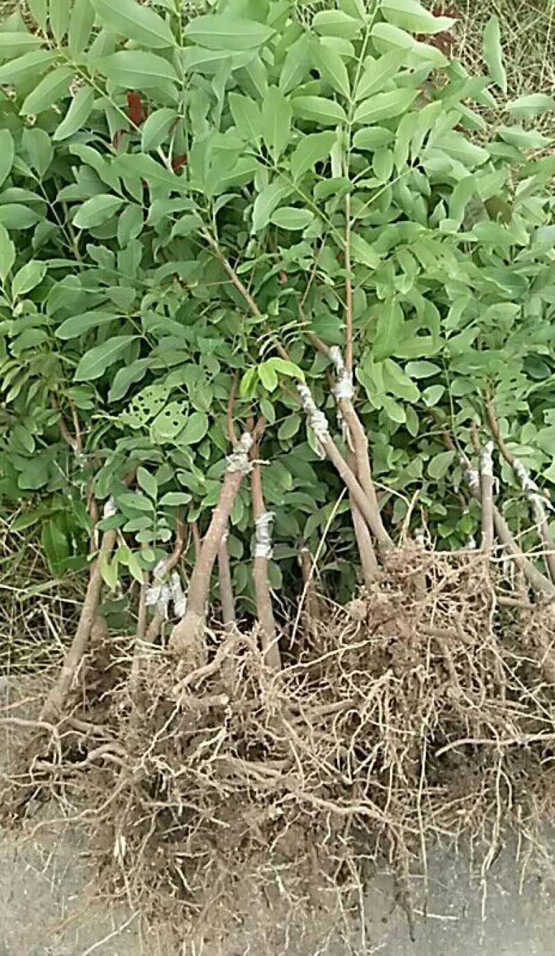 龙眼树苗50~80cm