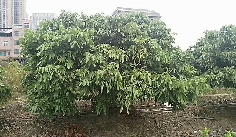 龙眼树苗50~80cm