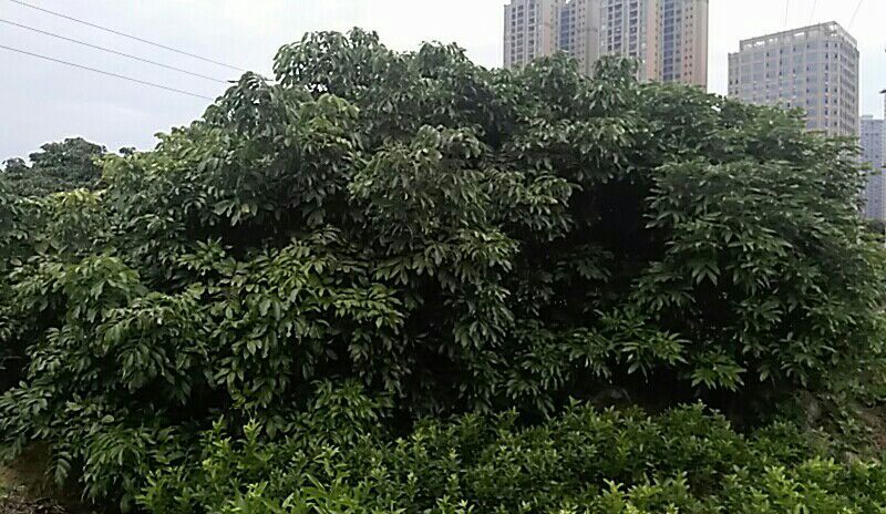 龙眼树苗50~80cm