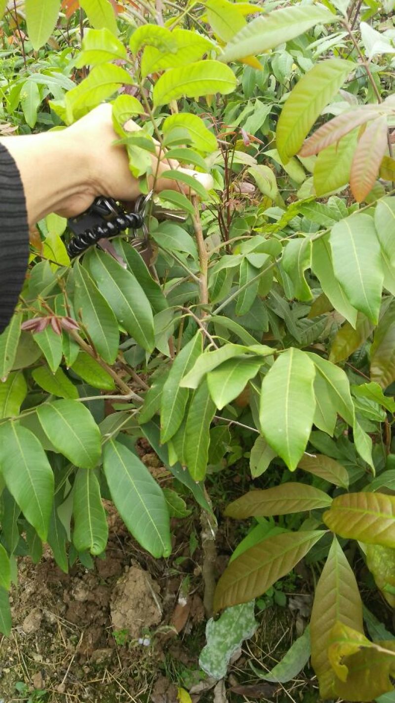 龙眼树苗50~80cm