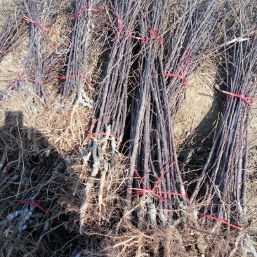 苹果树苗，成品苗，看地起苗，鲜苗，根系好，量大从优