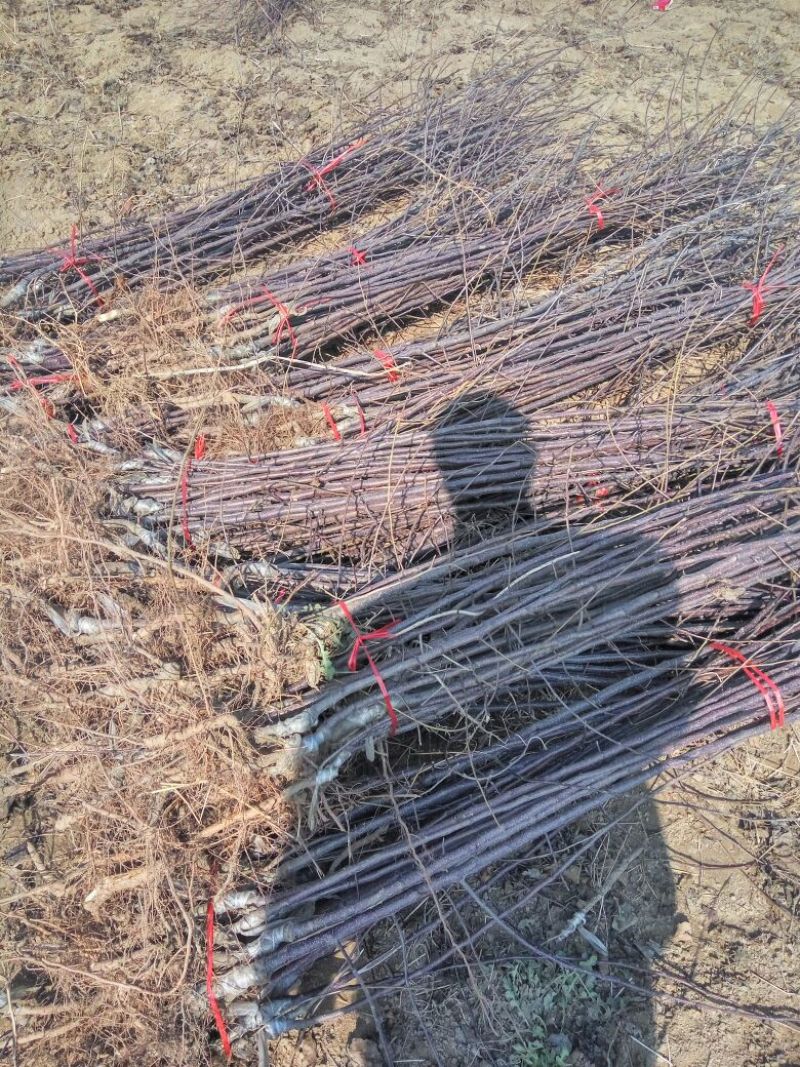 苹果树苗，成品苗，看地起苗，鲜苗，根系好，量大从优