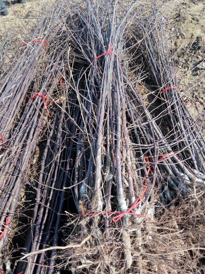 苹果树苗，成品苗，看地起苗，鲜苗，根系好，量大从优