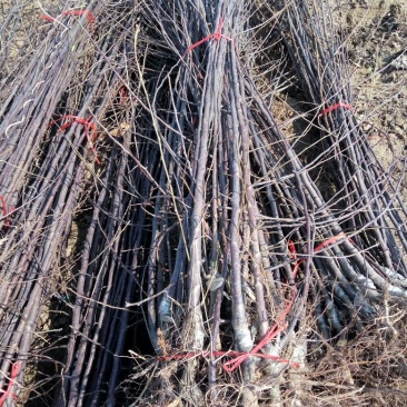 苹果树苗，成品苗直茎1至3公分，本地育苗，根系好，鲜苗