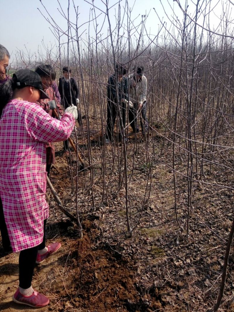 苹果树苗，成品苗直茎1至3公分，本地育苗，根系好，鲜苗