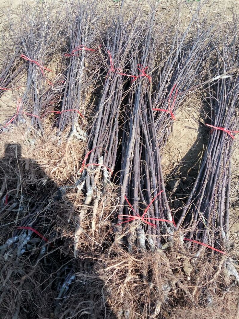苹果树苗，成品苗直茎1至3公分，本地育苗，根系好，鲜苗