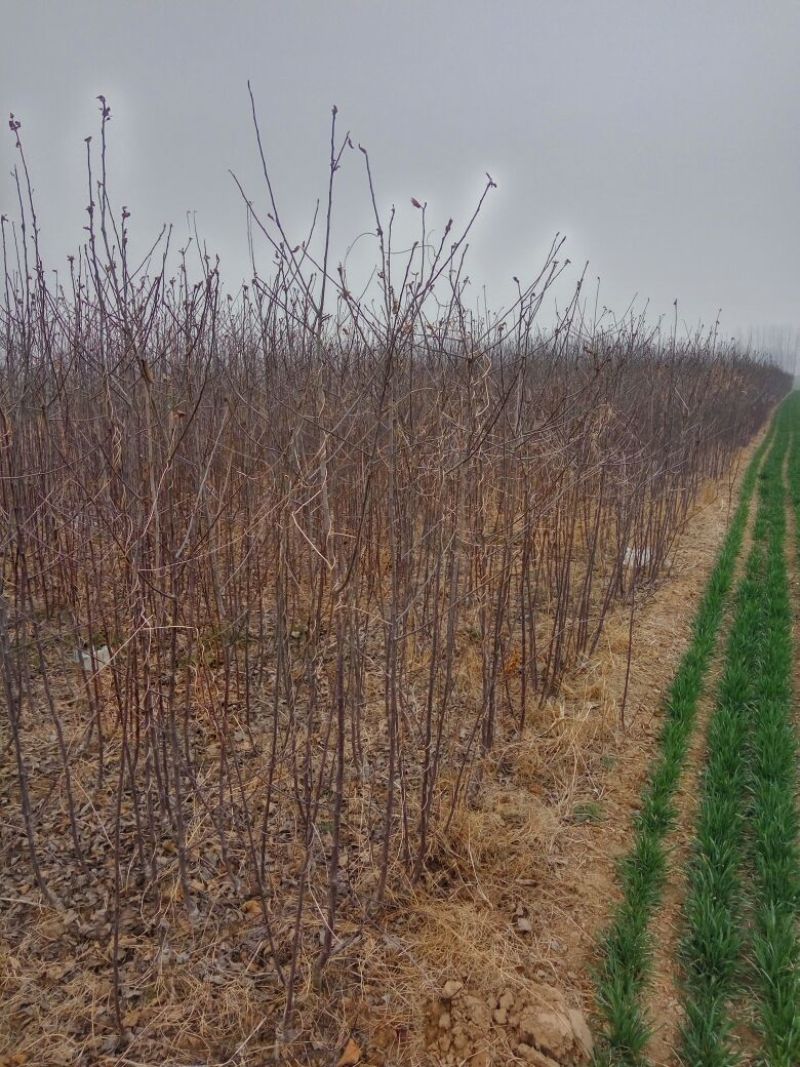 苹果树苗，成品苗直茎1至3公分，本地育苗，根系好，鲜苗
