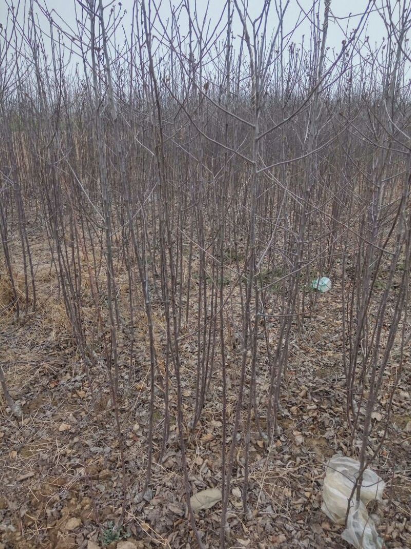 苹果树苗，成品苗直茎1至3公分，本地育苗，根系好，鲜苗