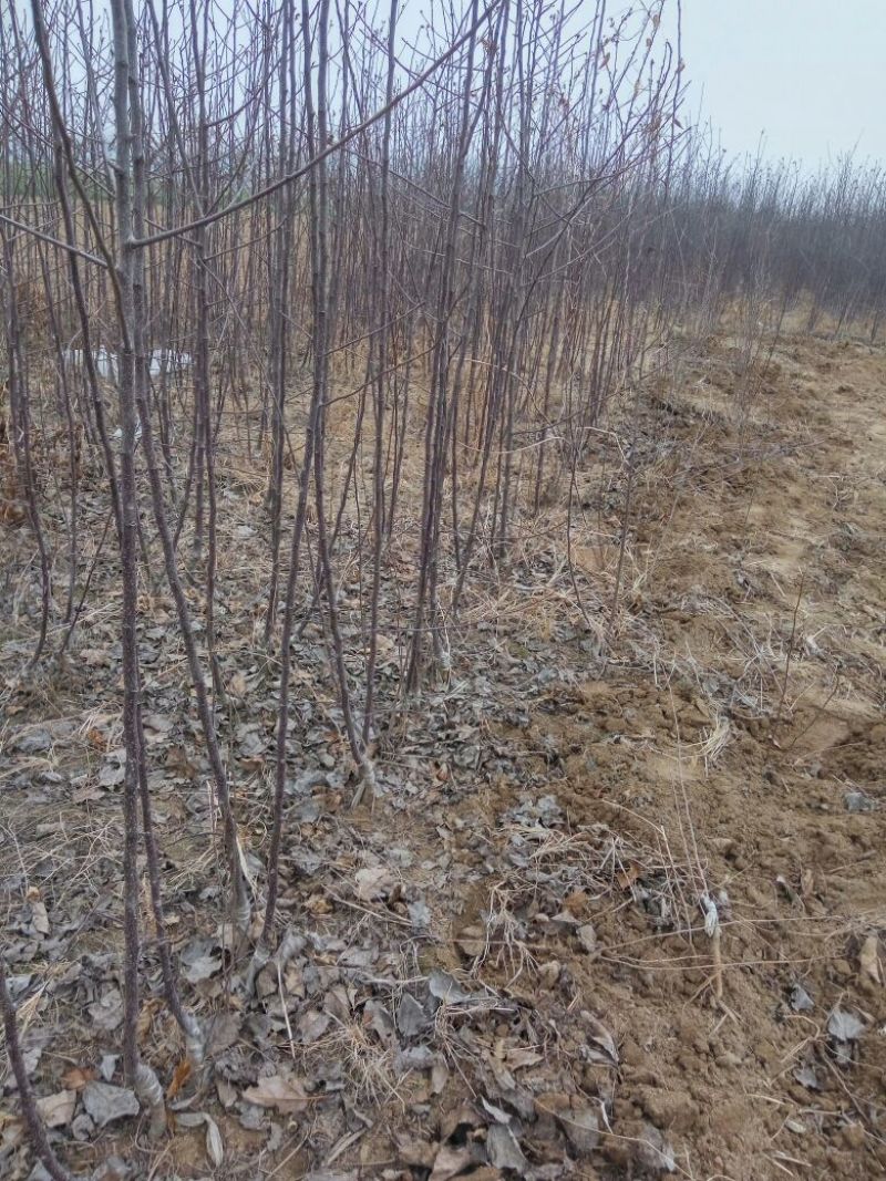 苹果树苗，成品苗直茎1至3公分，本地育苗，根系好，鲜苗
