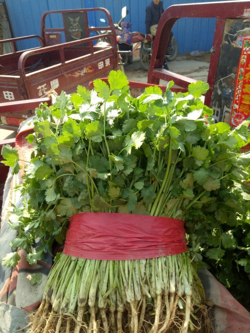 大叶香菜20~30厘米