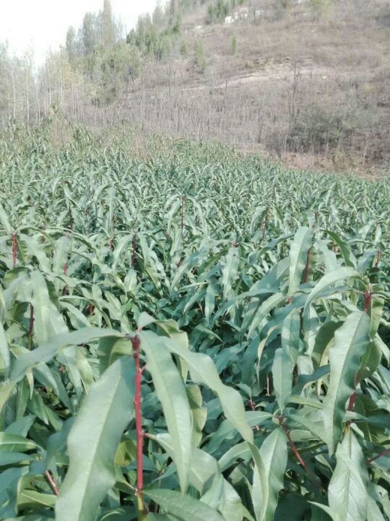 黄桃树苗80cm以上离核大黄桃，晚熟离核黄桃