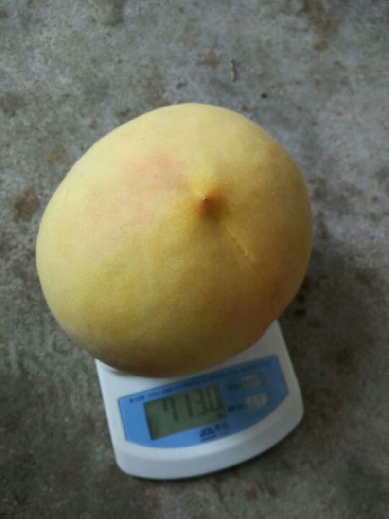 黄桃树苗80cm以上离核大黄桃，晚熟离核黄桃