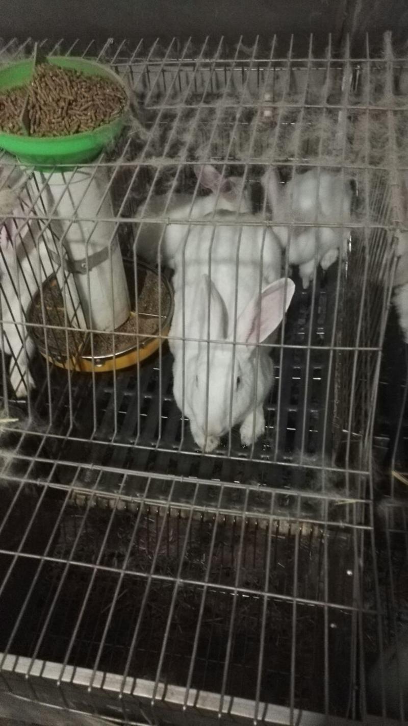 伊拉兔5斤以上种兔