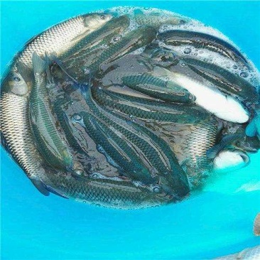 草鱼鱼苗人工养殖活鱼0.25~1公斤
